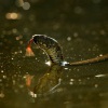 Uzovka podplamata - Natrix tessellata - Dice snake 8904